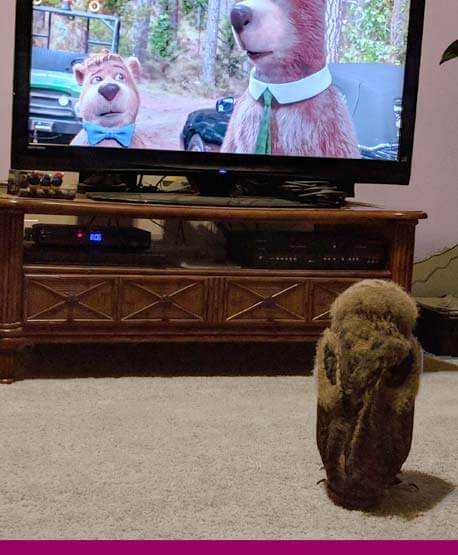 Owl watching TV